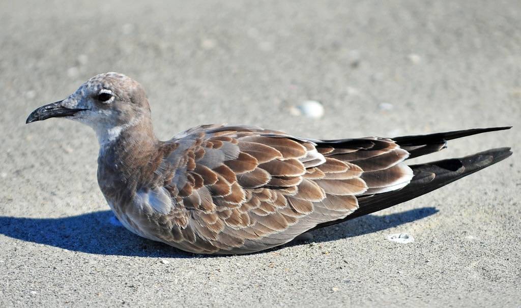 Juvenile Laughing Gull (Leucophaeus atricilla) by warriorwoman531 is licensed under CC BY-ND 2.0.